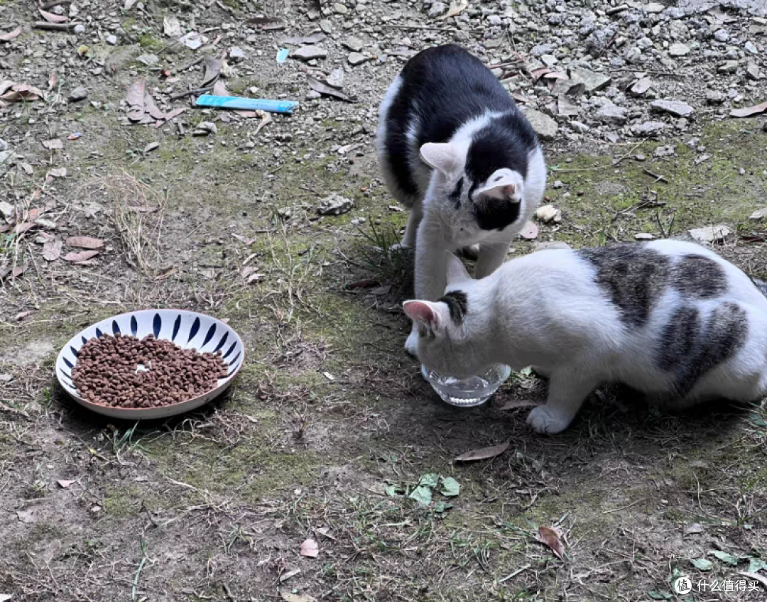 善待流浪猫,不要伤害它们