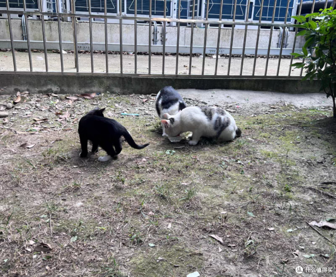 善待流浪猫,不要伤害它们