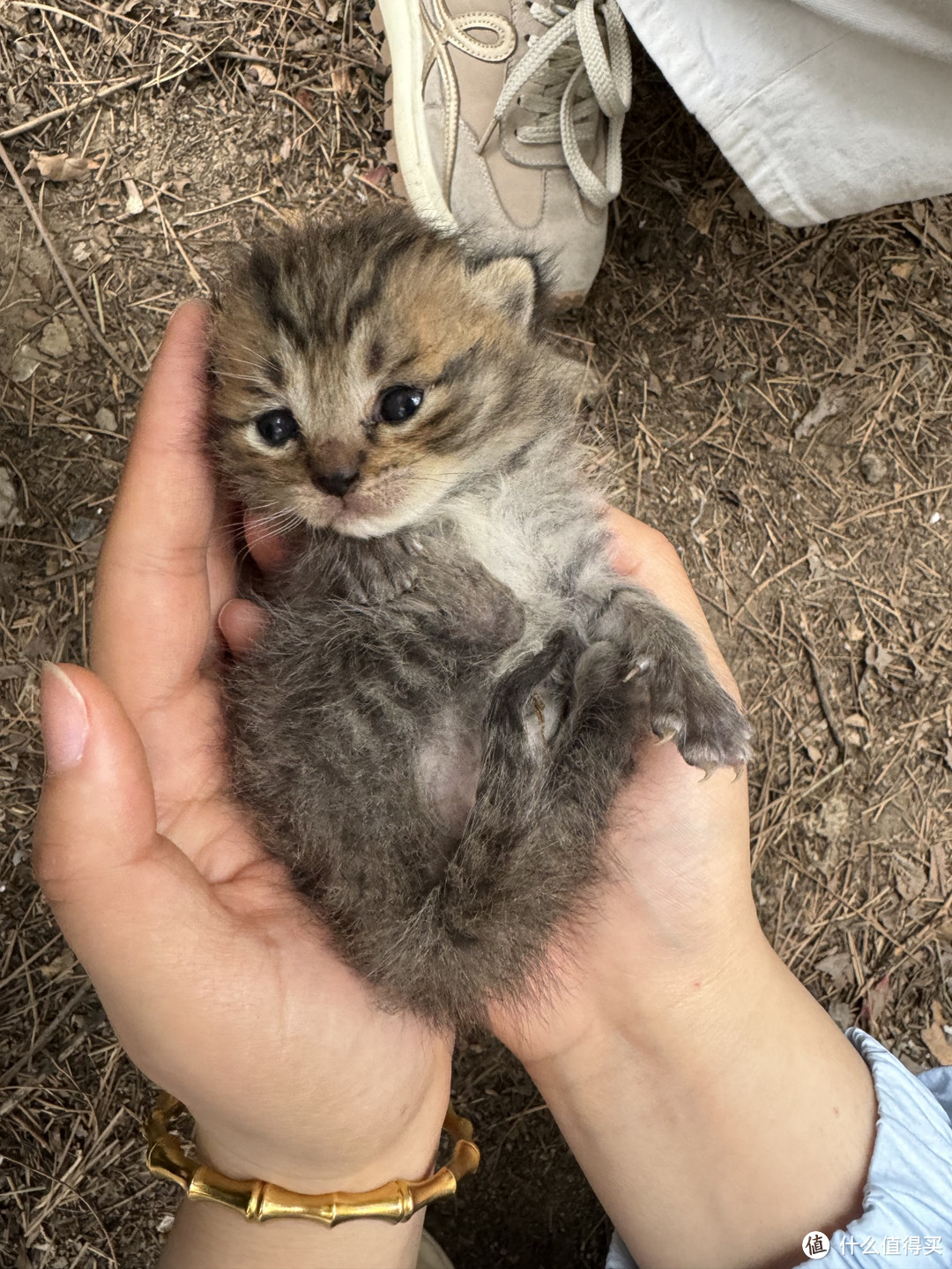 捡到流浪猫后，一窝小猫诞生