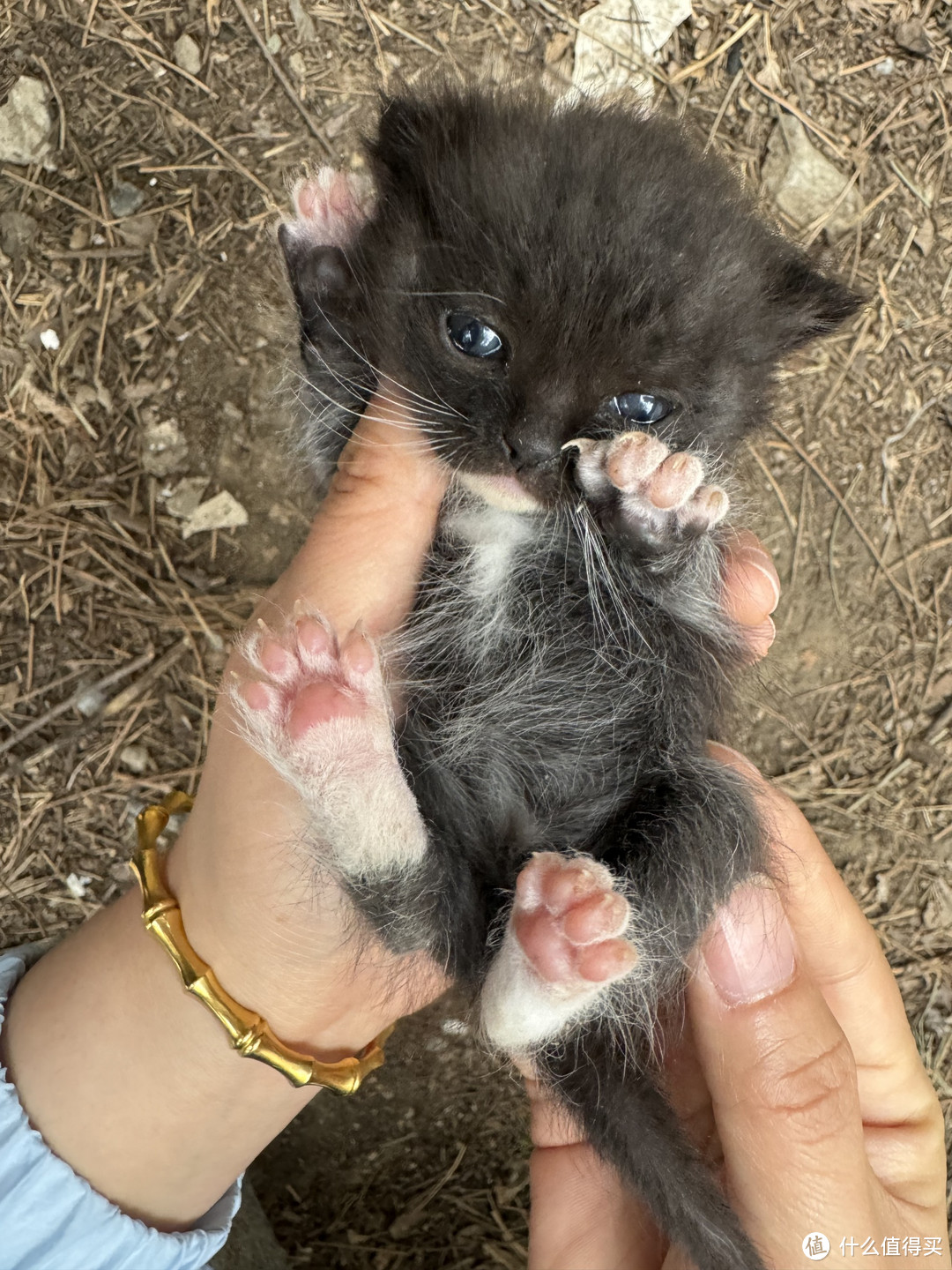 捡到流浪猫后，一窝小猫诞生