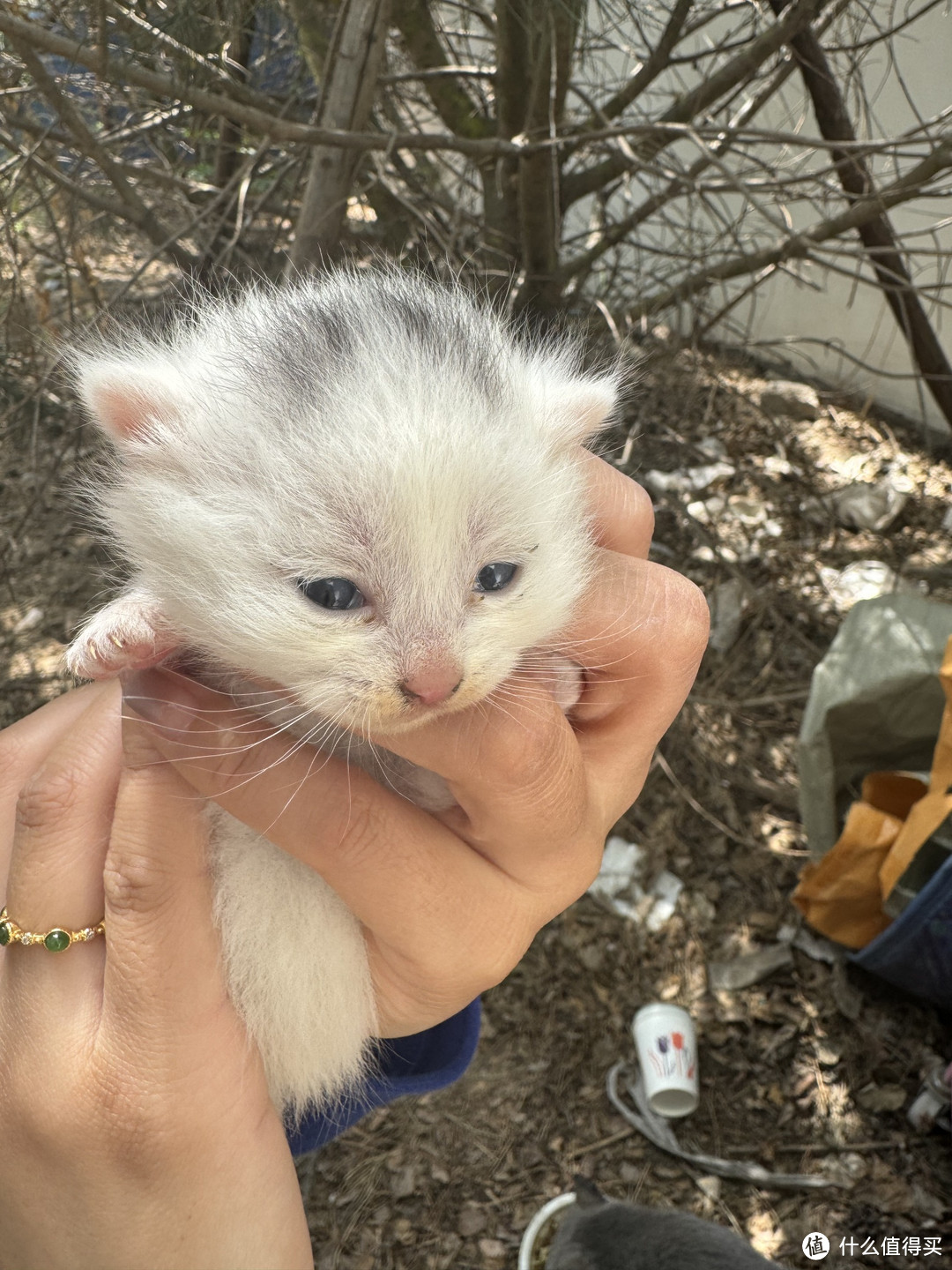 捡到流浪猫后，一窝小猫诞生