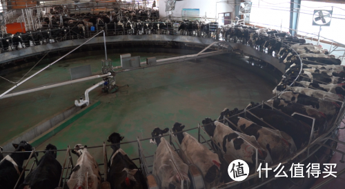 ​揭秘花园牛奶生产过程：从奶牛饲养到速冷装罐