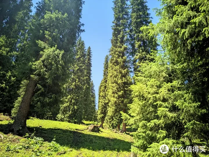 库尔德宁：堪称伊犁旅游性价比之王！天山深处的小众秘境，可自驾游览