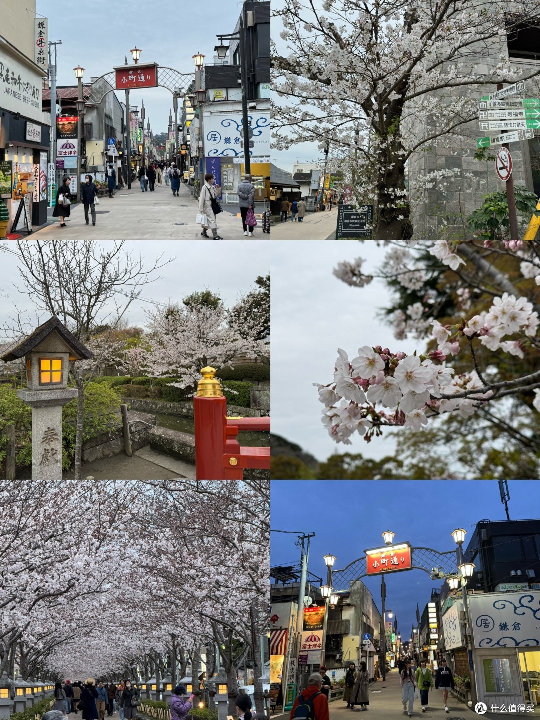 镰仓樱花
