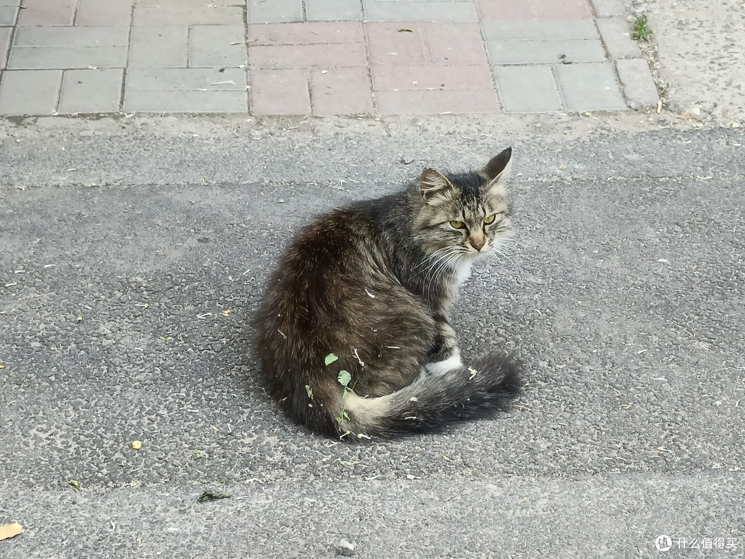 拯救流浪猫指南