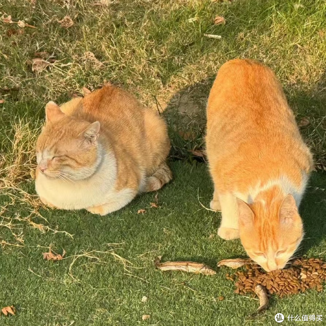 流浪猫也能吃得好？严选猫粮让爱无界限！