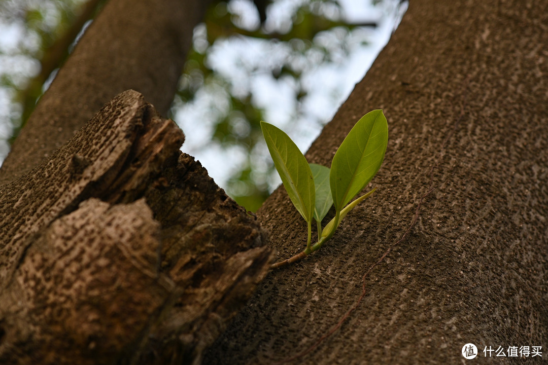 [实拍原图]唯卓仕AF40mm F2.5尼康Z卡口全画幅镜头