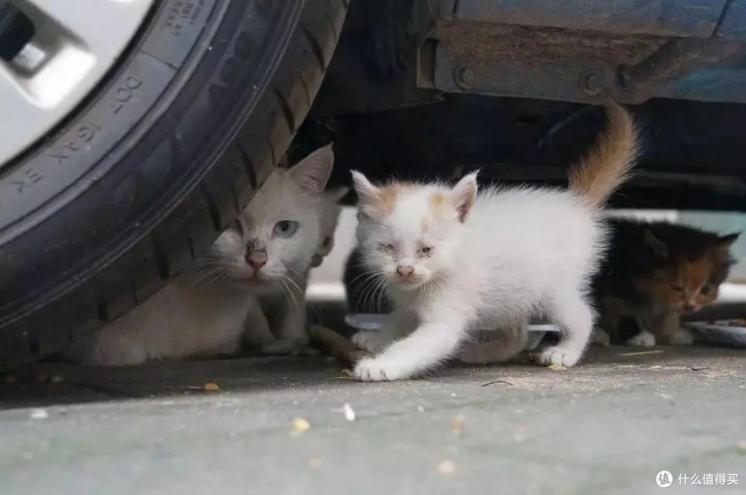 流浪猫生存之道