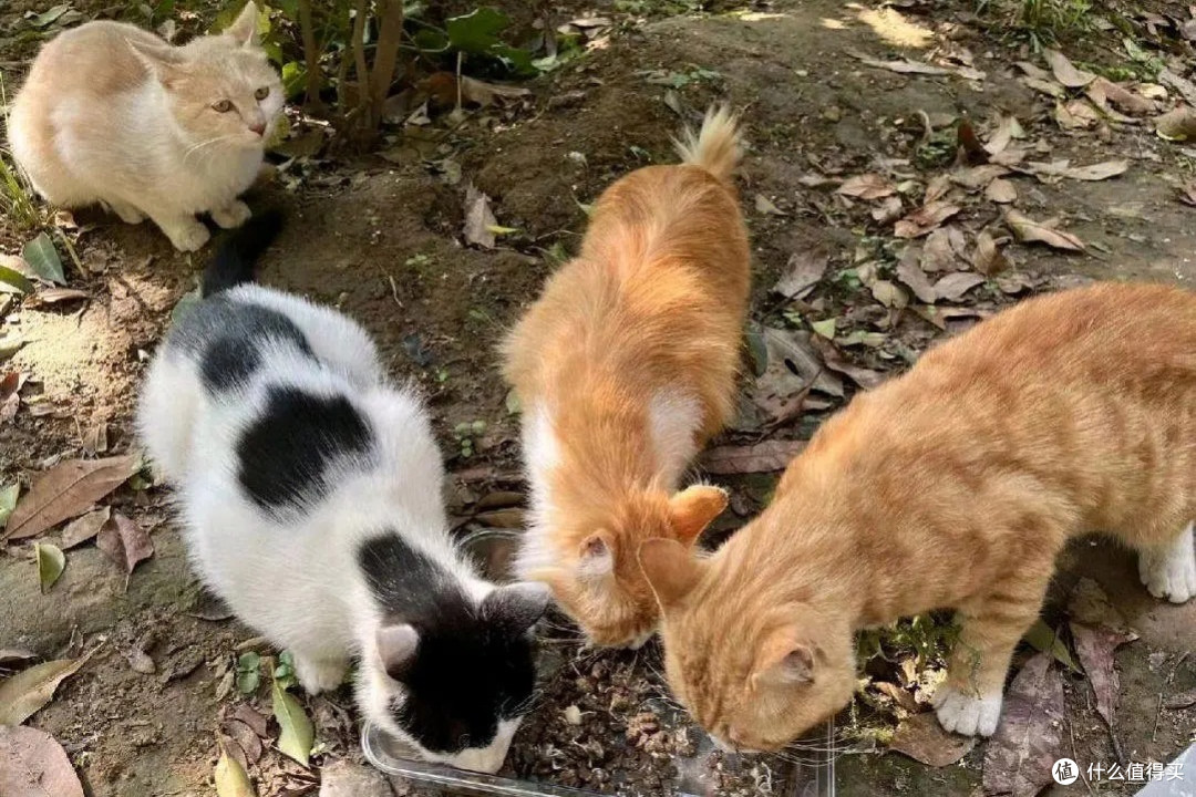 流浪猫生存之道
