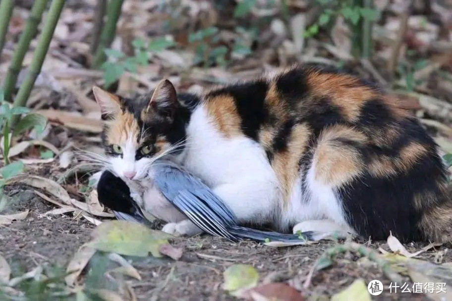 流浪猫在野外如何生存