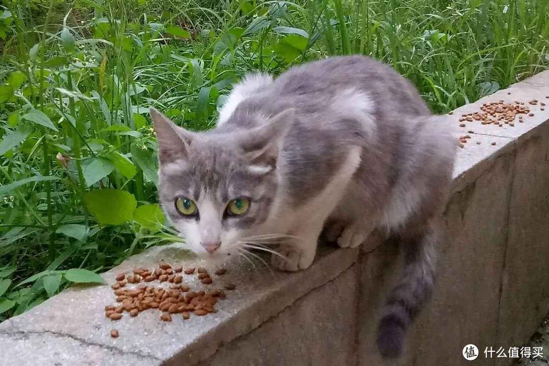 流浪猫在野外如何生存