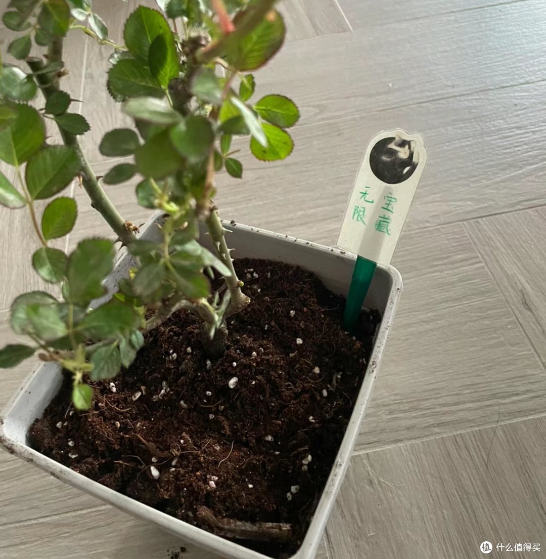 家里的蛋糕刀叉先别扔,变换一下思路,比专门买的小玩意还好用!