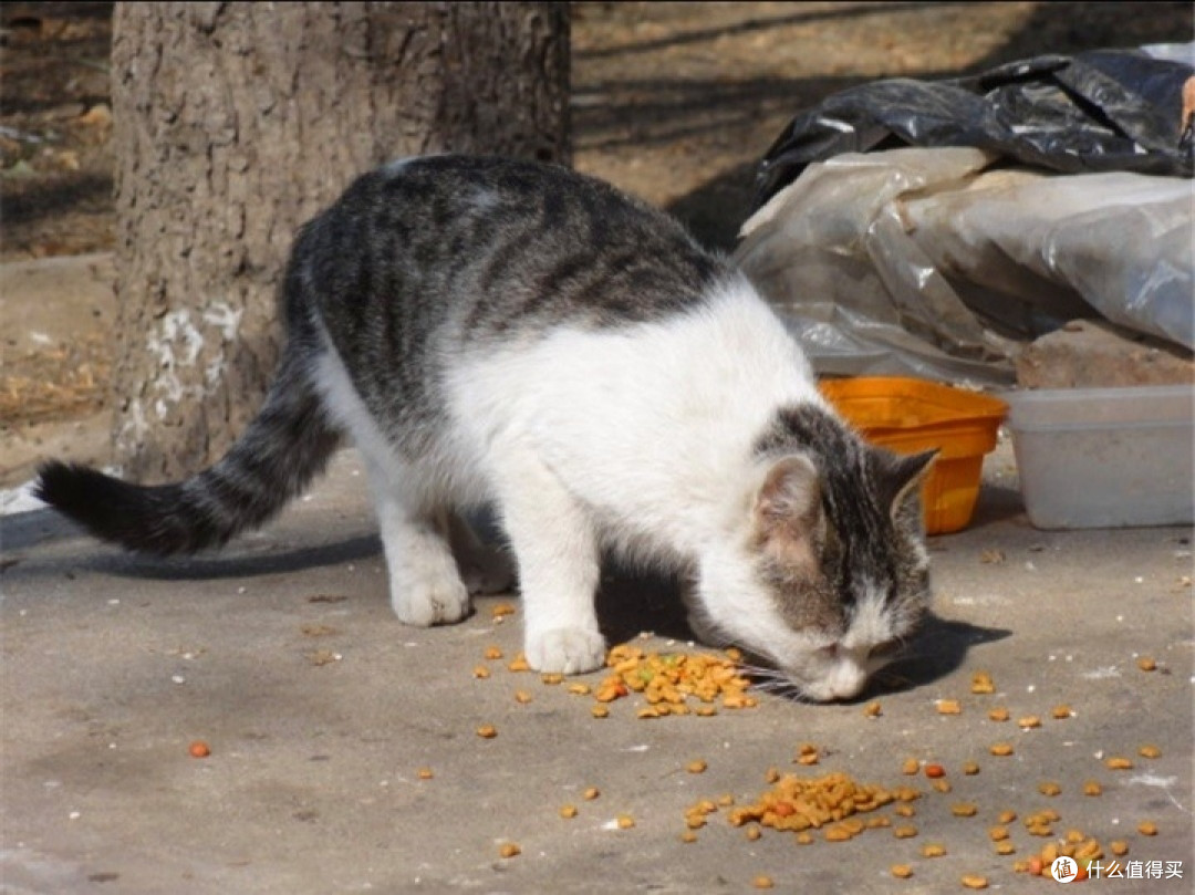 流浪猫狗路在何方