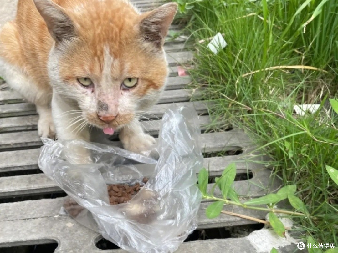 流浪猫狗路在何方
