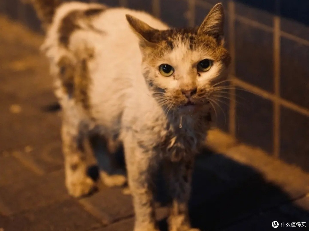 流浪猫狗路在何方
