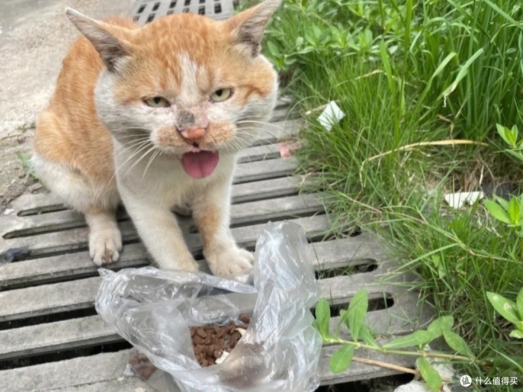 收养流浪猫注意事项