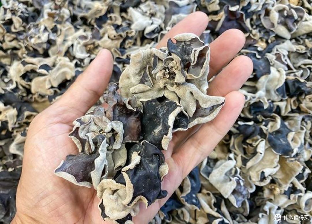 木耳怎么焯水不中毒?