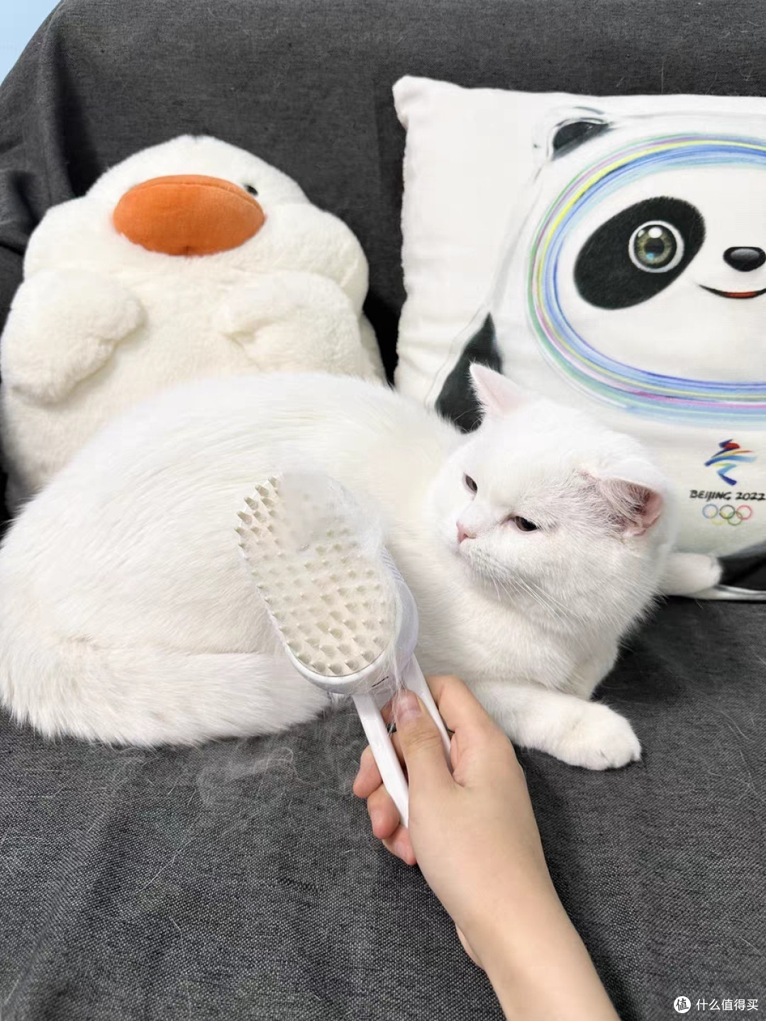 猫咪也能享受SPA？这款宠物喷雾按摩梳让你大开眼界！