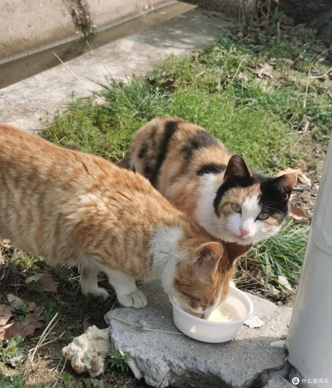 如何与流浪猫狗建立信任?