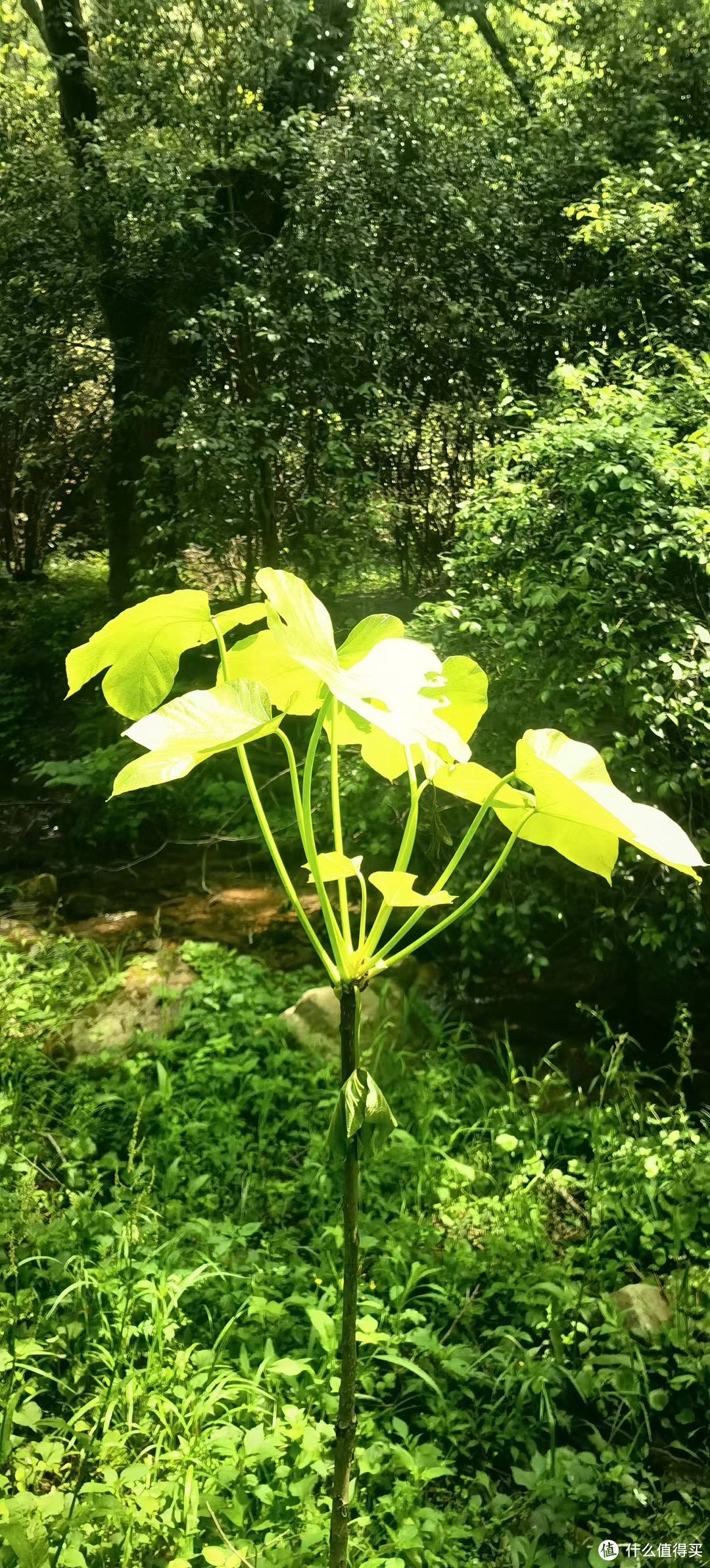 全副武装，登顶老君山，齐心协力，夺取壮美山巅-15Km决定封腿一个月