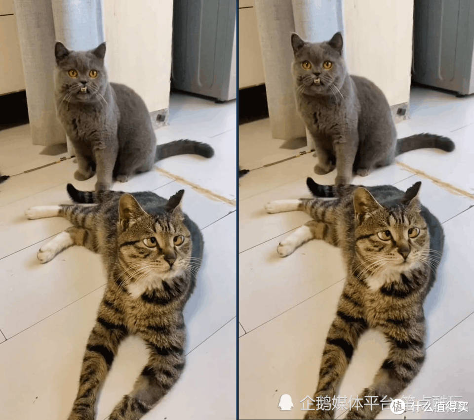 家里同时养两只小猫，你能做到“一碗水端平”吗？