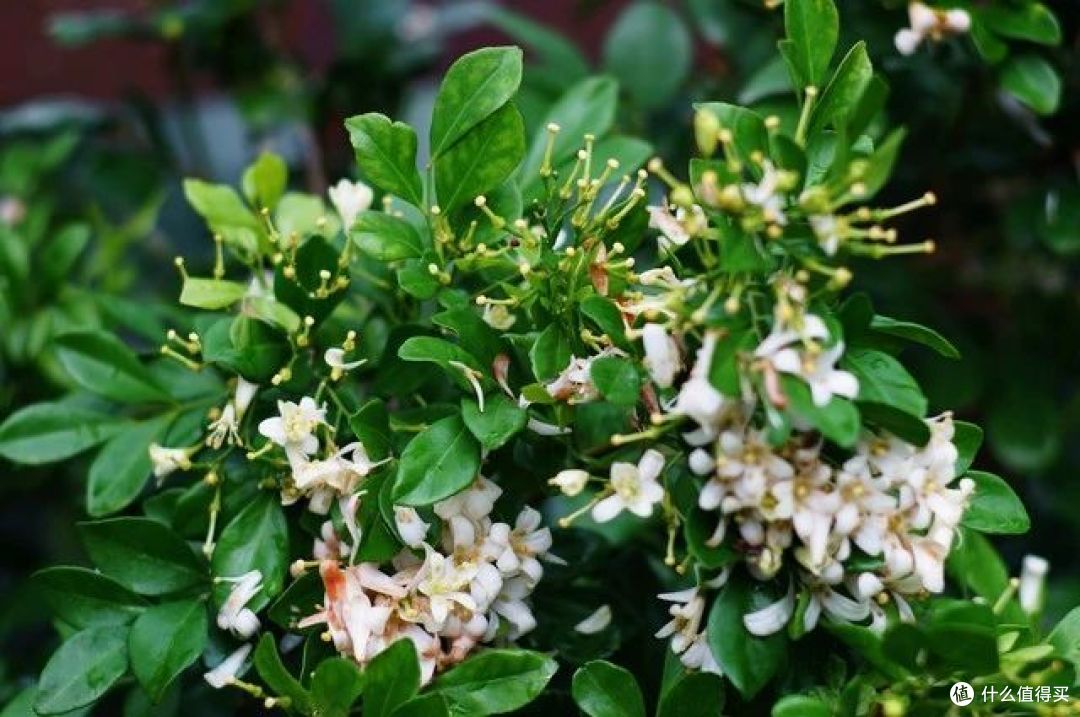 当前位置:>社区首页>家居家装>鲜花园艺>鲜花绿植>九里香鲜花绿植>