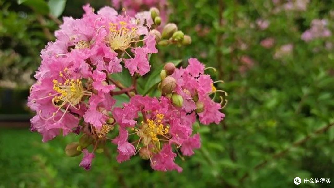 7种花夏天要“富养”,浇水施肥才能长得好,开“爆花”