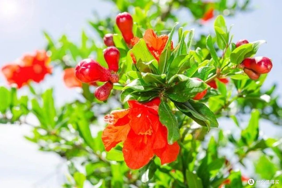 7种花夏天要“富养”,浇水施肥才能长得好,开“爆花”
