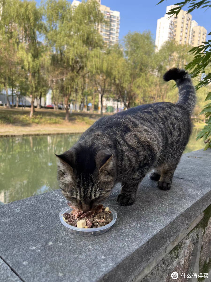 流浪猫救助，猫德学院教你这些注意事项