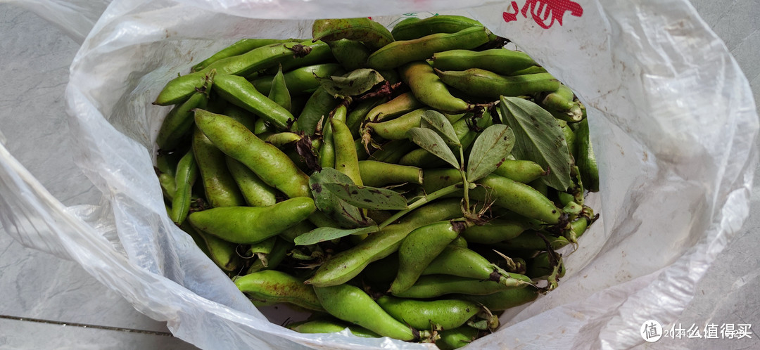 养生抗炎好食物的蚕豆，你喜欢吃吗？每天豆蚕豆自由的日子，真愉悦。
