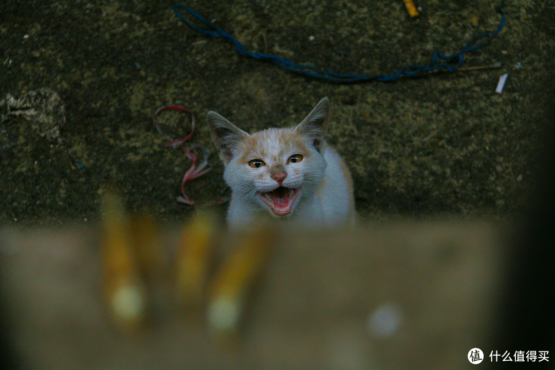 有一只流浪猫，它叫二咪，但现在它不是流浪猫了，它有家了