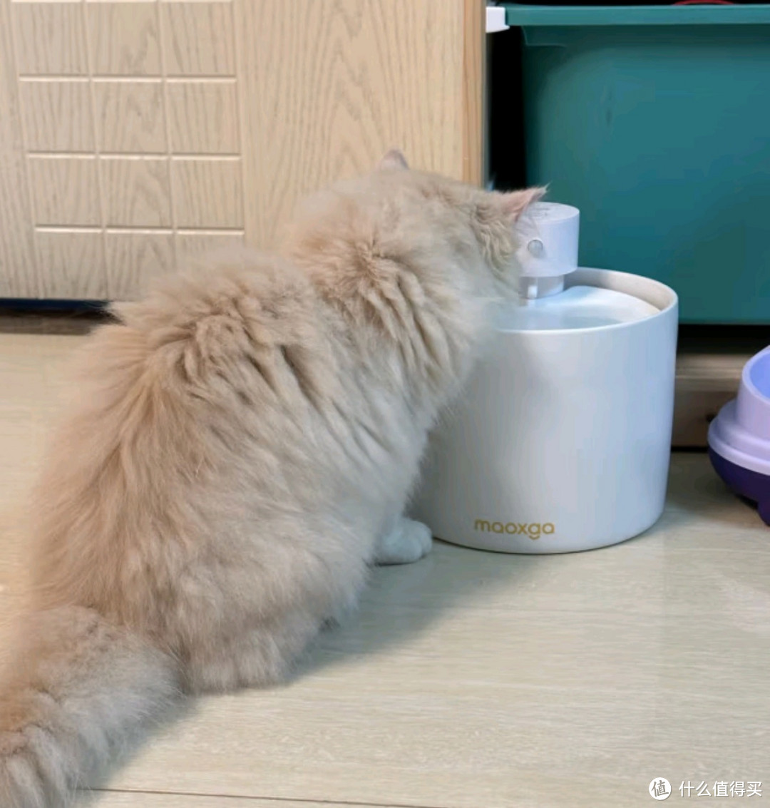 猫咪喝水太重要！自动饮水机选购秘籍曝光！