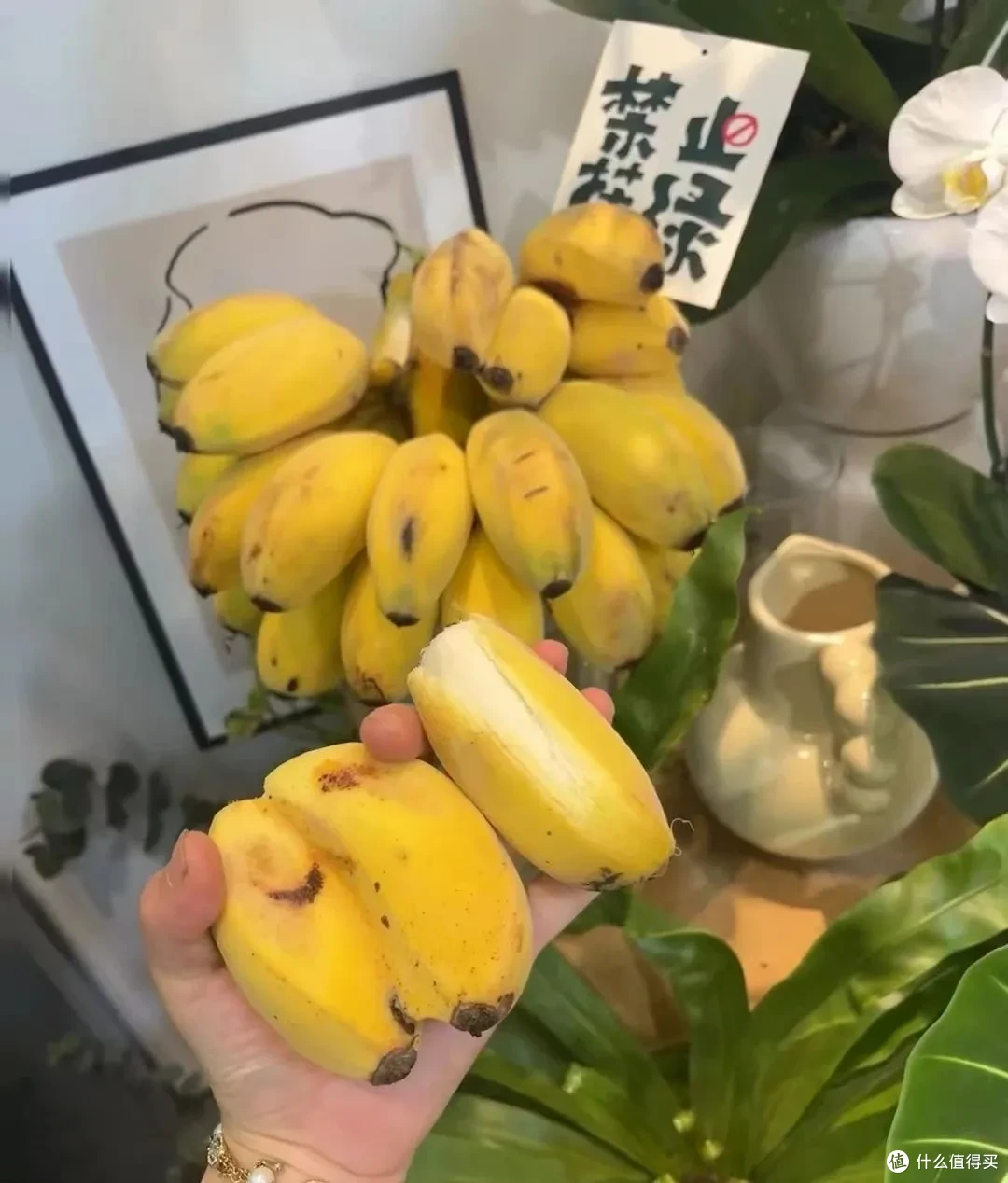 禁止“蕉绿”!当代打工人是怎么把水果玩成情绪出口的?