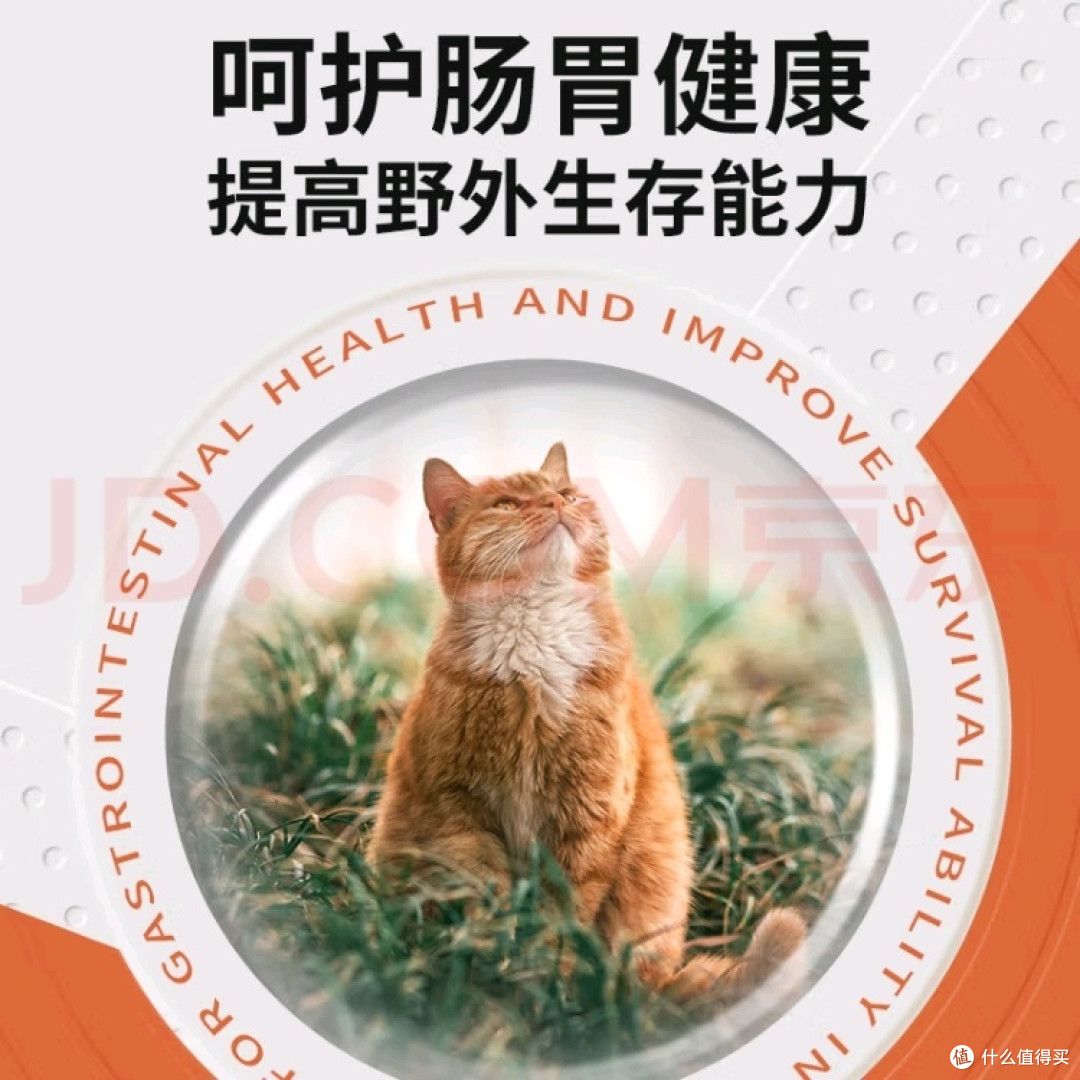 流浪街头的它们