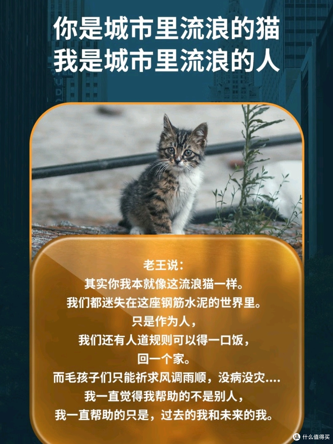 流浪街头的它们