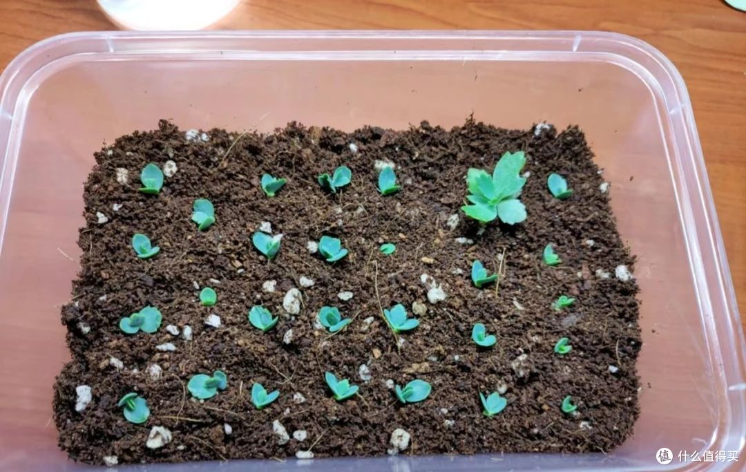 被很多人嫌弃的不死鸟,却被她养成“精品”,又仙又高贵的,爱了