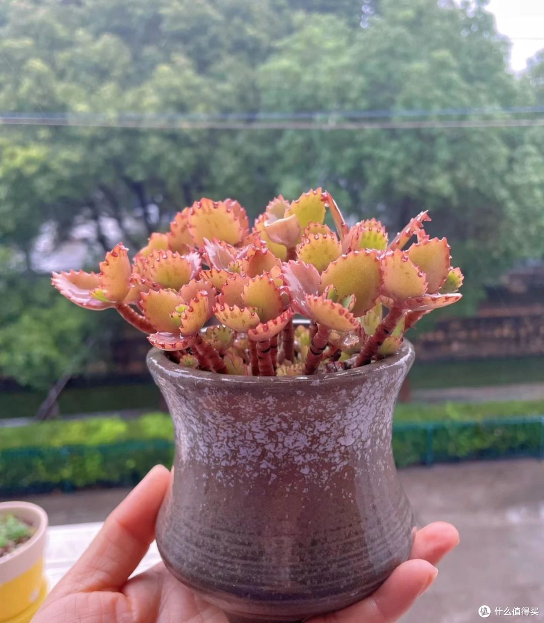 被很多人嫌弃的不死鸟,却被她养成“精品”,又仙又高贵的,爱了