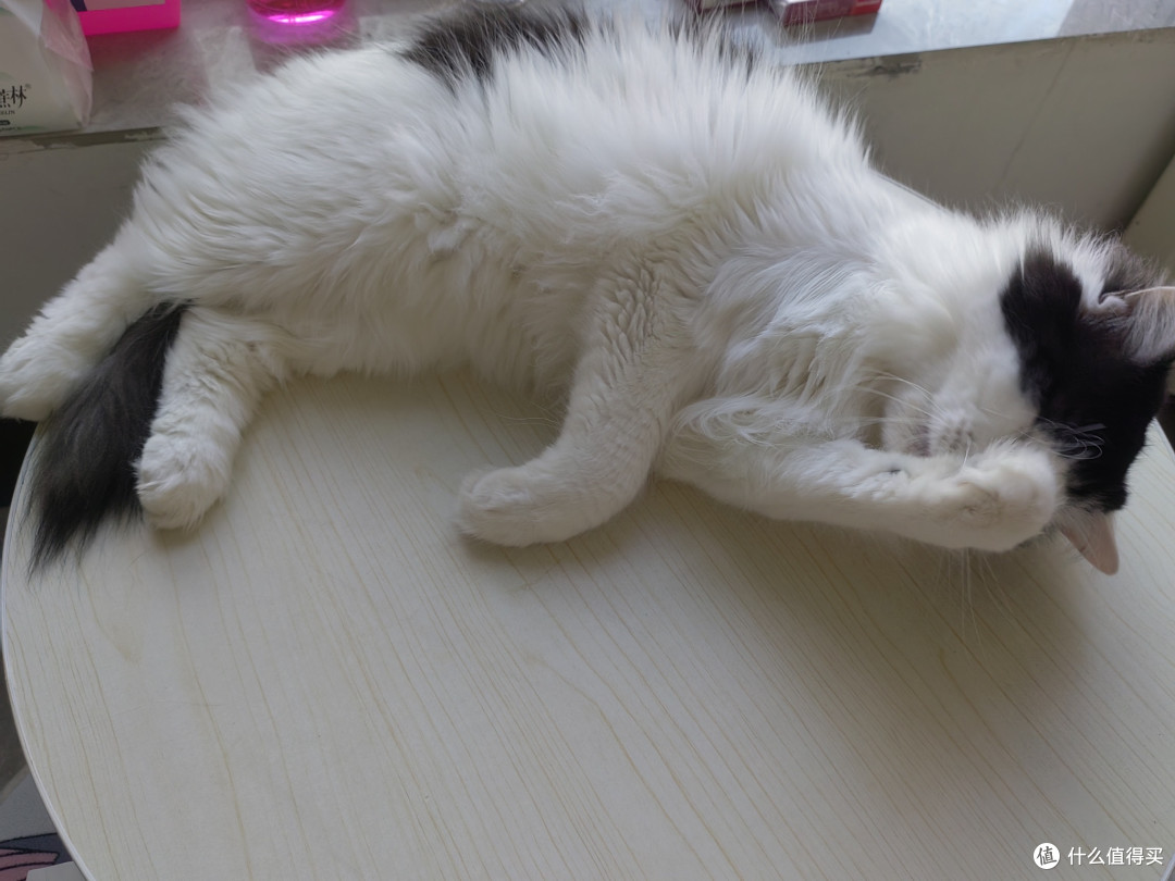 流浪猫救助不可鲁莽,做好准备,抓住猫咪,送他一个绝育套餐,全身而退!