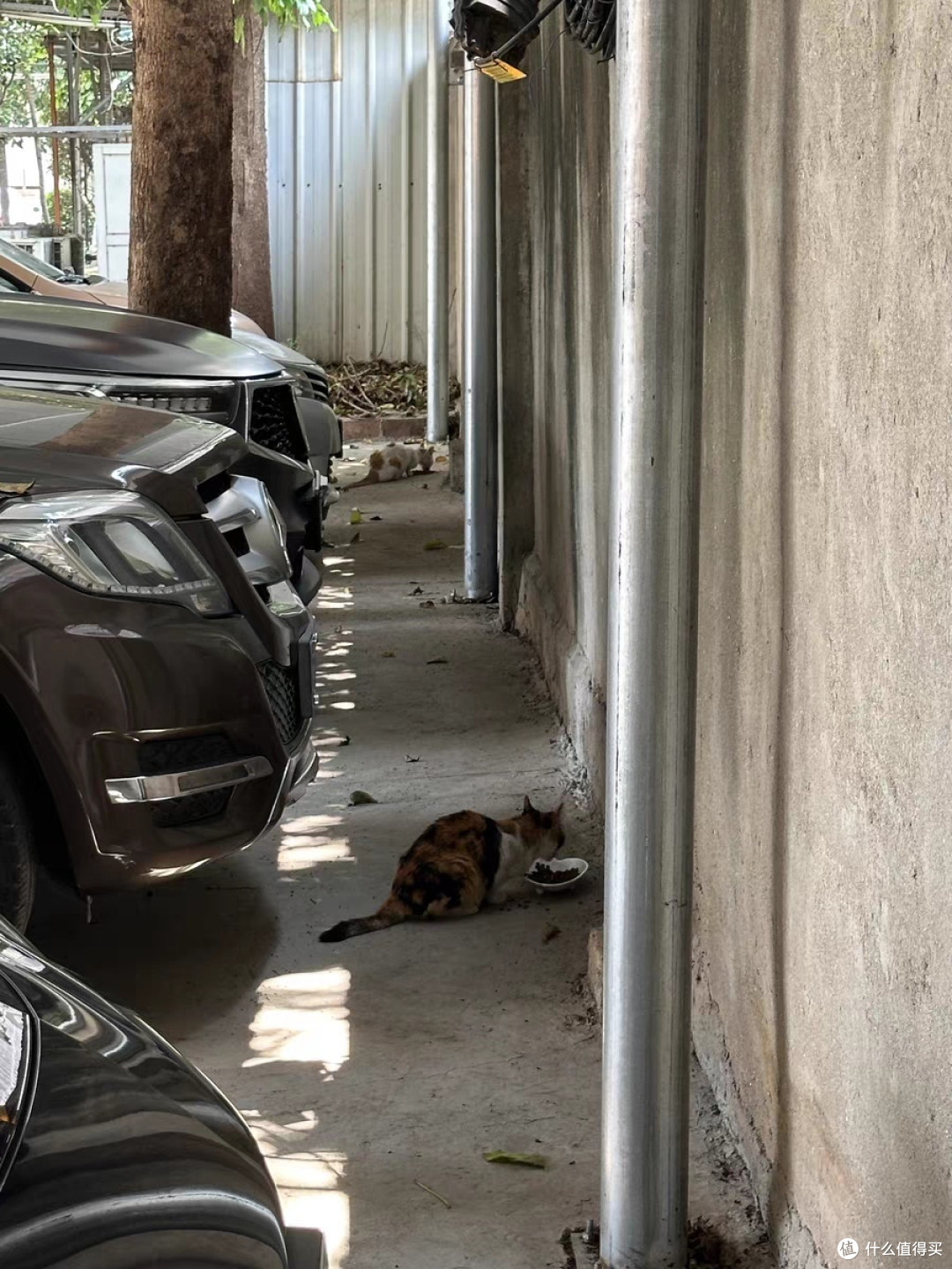流浪猫救助不可鲁莽,做好准备,抓住猫咪,送他一个绝育套餐,全身而退!