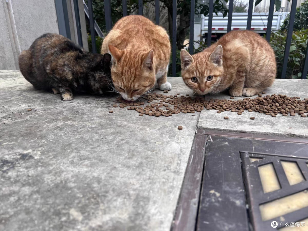 流浪猫救助不可鲁莽,做好准备,抓住猫咪,送他一个绝育套餐,全身而退!