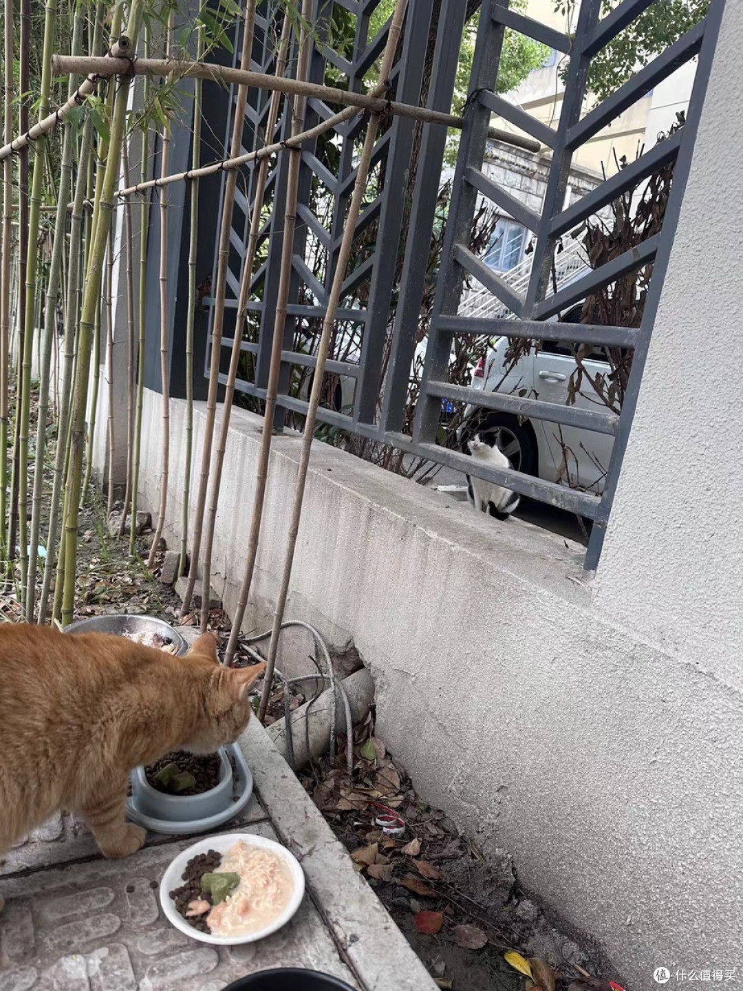 流浪猫救助不可鲁莽,做好准备,抓住猫咪,送他一个绝育套餐,全身而退!