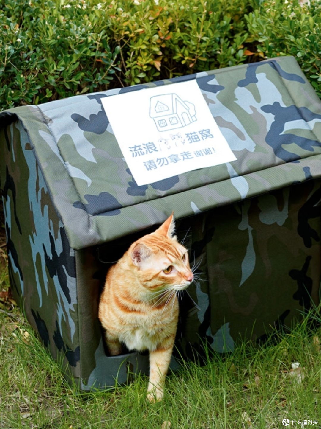 流浪猫救助指南