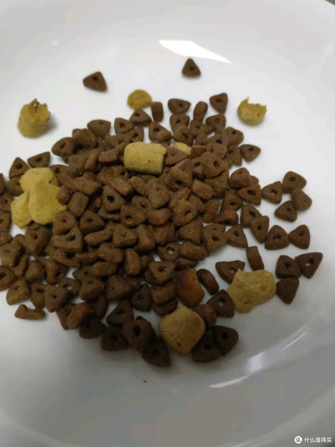 流浪猫救助指南