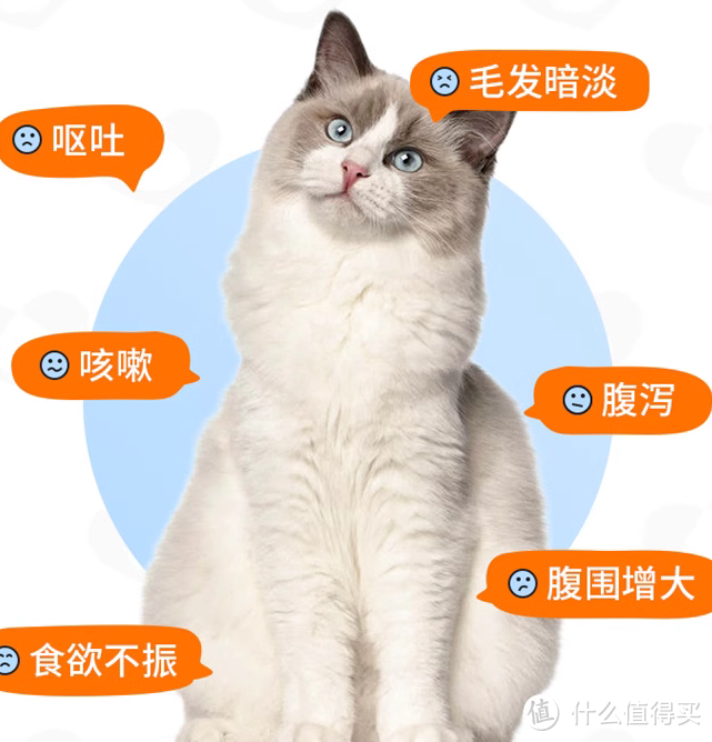 遇见流浪猫手上怎么办？流浪猫的医疗护理