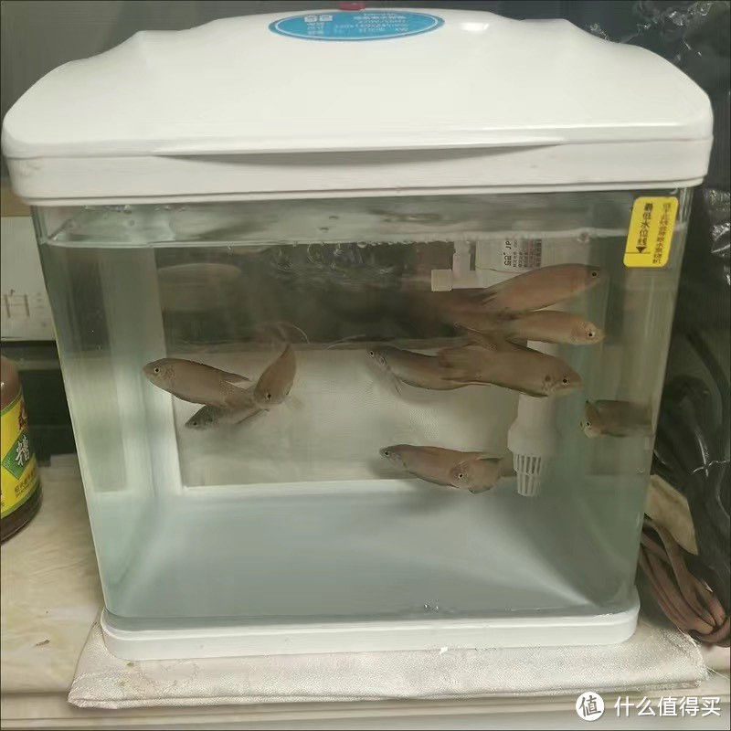 森森鱼缸水族箱：打造客厅生态绿洲，尽享自然之美