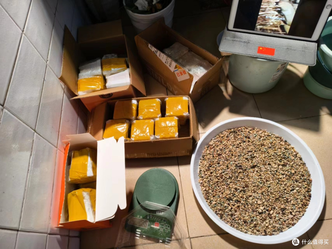 来自多肉大佬的多肉投喂!