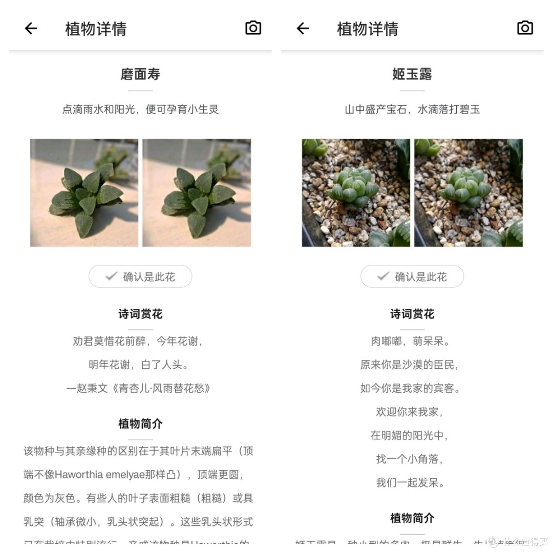 来自多肉大佬的多肉投喂!