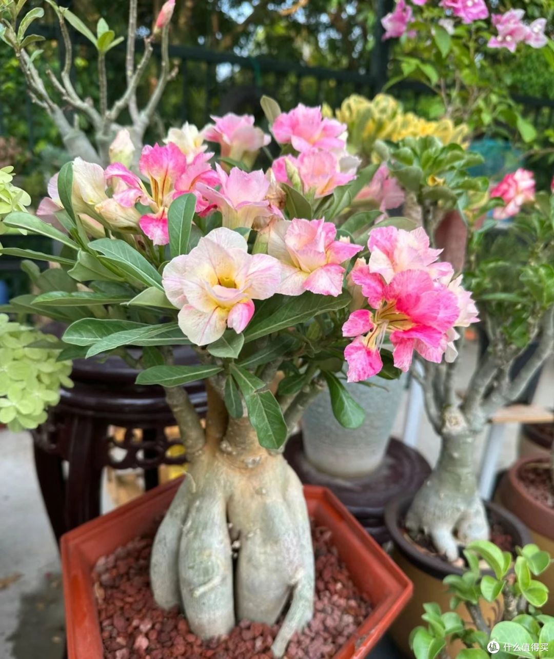 6种“丑八怪”花,越看越喜欢,威风凛凛,镇宅保家