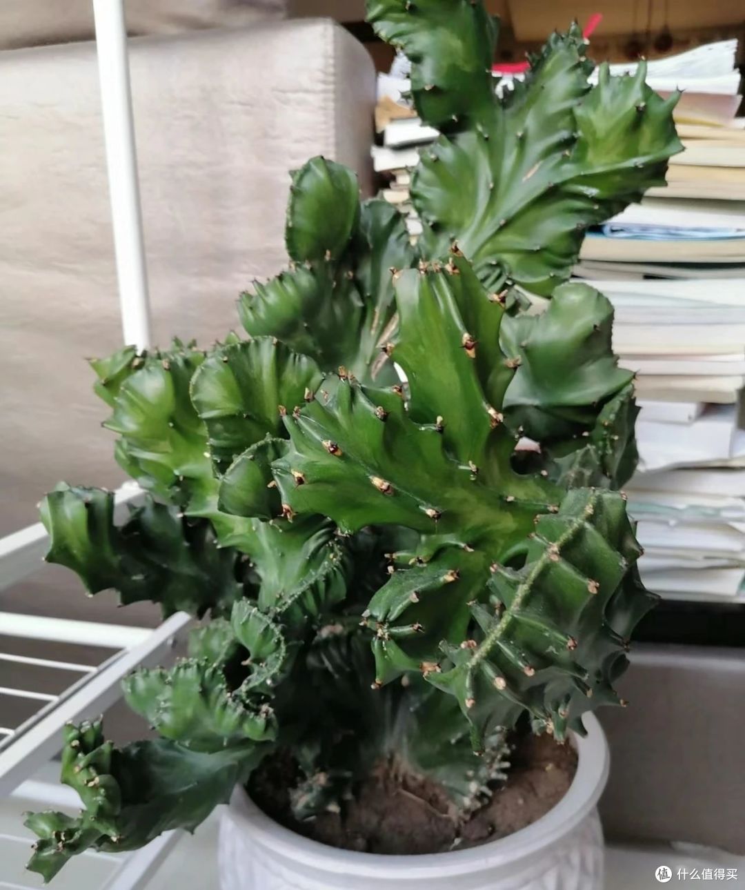 6种“丑八怪”花,越看越喜欢,威风凛凛,镇宅保家