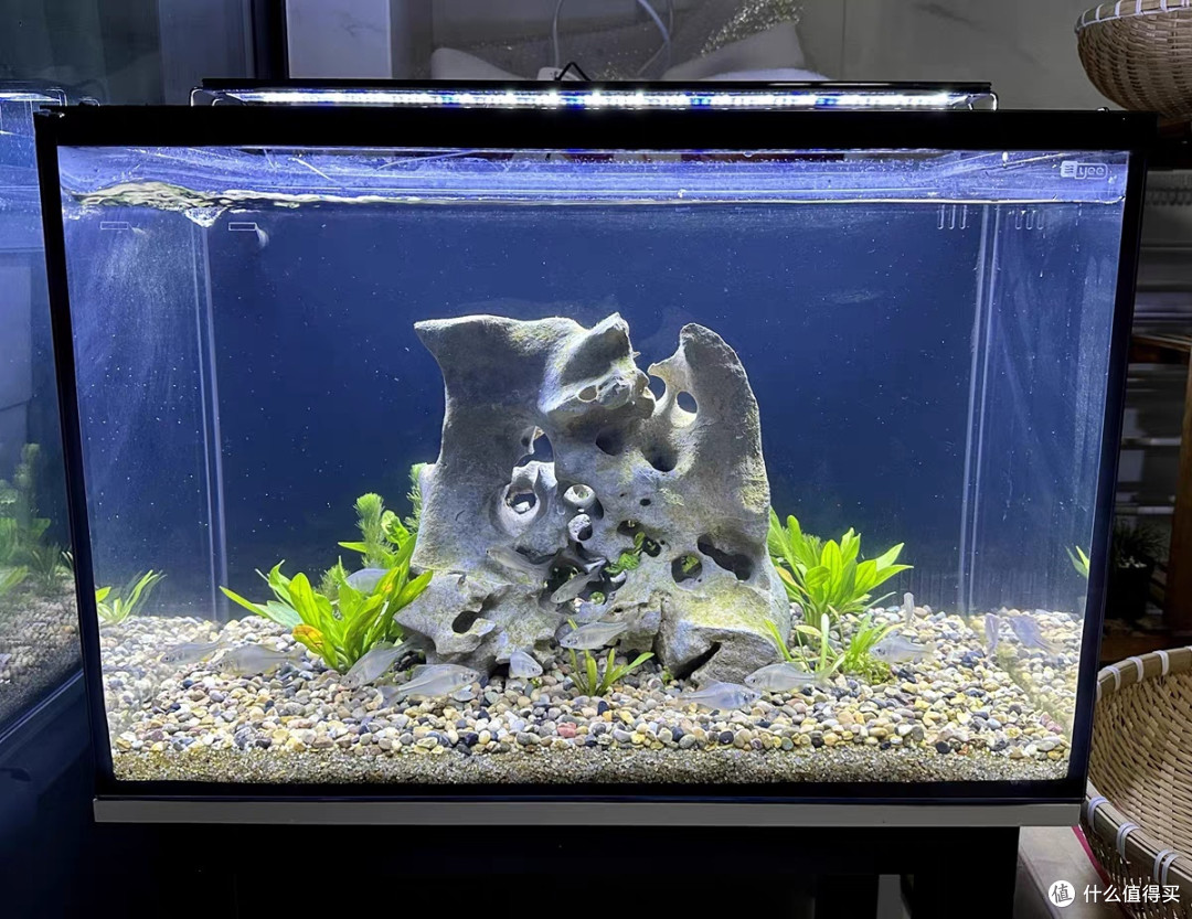 💦 鱼缸怎么选?看这篇,拒绝做鱼盲!💦🐠